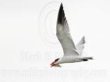 _MG_6145 Caspian Tern.jpg
