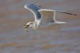 _MG_9920 Ring-billed Gul.jpg
