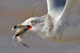 _MG_9920crop Ring-billed Gul.jpg