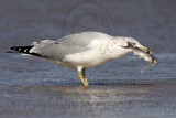 _MG_9955 Ring-billed Gul.jpg