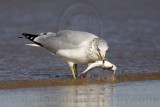 _MG_9968 Ring-billed Gul.jpg