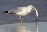 _MG_9973 Ring-billed Gul.jpg