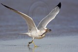 _MG_9994 Ring-billed Gul.jpg