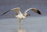 _MG_9995 Ring-billed Gul.jpg