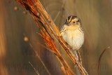 _MG_9365 Le Contes Sparrow.jpg