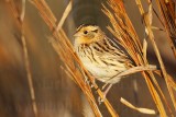 _MG_9383 Le Contes Sparrow.jpg