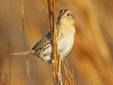 _MG_9495 Le Contes Sparrow.jpg