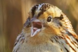 _MG_9509crop Le Contes Sparrow.jpg