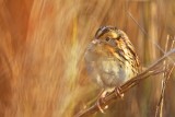 _MG_9530 Le Contes Sparrow.jpg