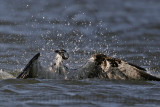 _MG_0050 Osprey.jpg
