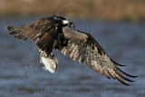 _MG_0056 Osprey.jpg