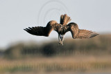 _MG_1111 Osprey.jpg