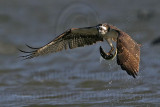 _MG_1120 Osprey.jpg