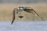 _MG_8944 Osprey.jpg