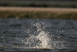 _MG_9213 Osprey.jpg