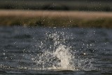 _MG_9213 Osprey.jpg