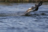 _MG_9306 Osprey.jpg