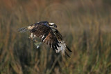 _MG_9318 Osprey.jpg