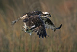 _MG_9320 Osprey.jpg