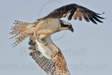 _MG_9338 Osprey.jpg