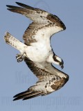 _MG_9402 Osprey.jpg