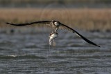 _MG_9720 Osprey.jpg