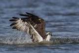 _MG_4068 Osprey.jpg