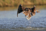 _MG_0021 Osprey.jpg