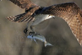 _MG_0028crop Osprey.jpg