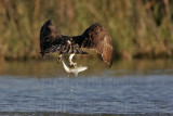 _MG_0052 Osprey.jpg