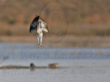 _MG_1325 Osprey.jpg
