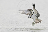 _MG_5911 Osprey.jpg