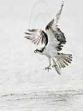 _MG_5912 Osprey.jpg