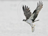 _MG_5913 Osprey.jpg