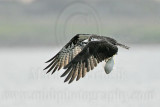 _MG_5917 Osprey.jpg