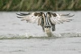 _MG_6035 Osprey.jpg