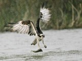 _MG_6037 Osprey.jpg