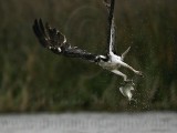 _MG_6041 Osprey.jpg
