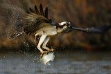 _MG_6363 Osprey.jpg