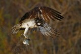 _MG_6365 Osprey.jpg