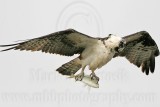 _MG_6961 Osprey.jpg