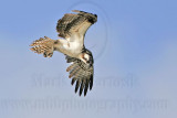 _MG_7697 Osprey.jpg