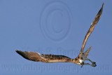 _MG_7701 Osprey.jpg