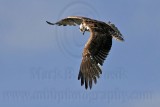 _MG_7704 Osprey.jpg