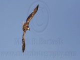 _MG_7710 Osprey.jpg