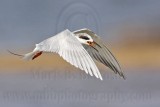 _MG_0426 Forsters Tern.jpg