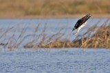 _MG_3986 Osprey.jpg
