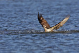 _MG_4388 Osprey.jpg
