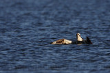 _MG_4407 Osprey.jpg