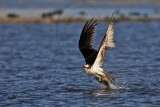 _MG_4410 Osprey.jpg